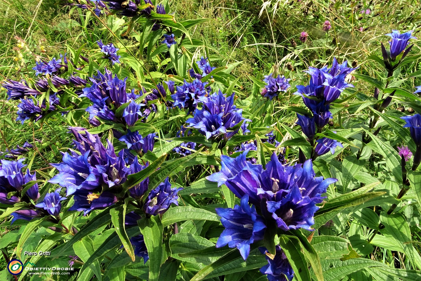 65 Genziana minore (Gentiana asclepiadea).JPG